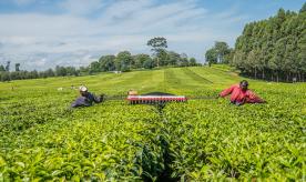 Mechanized Tea Harvesting, Finlays Tea Estate, Koricho