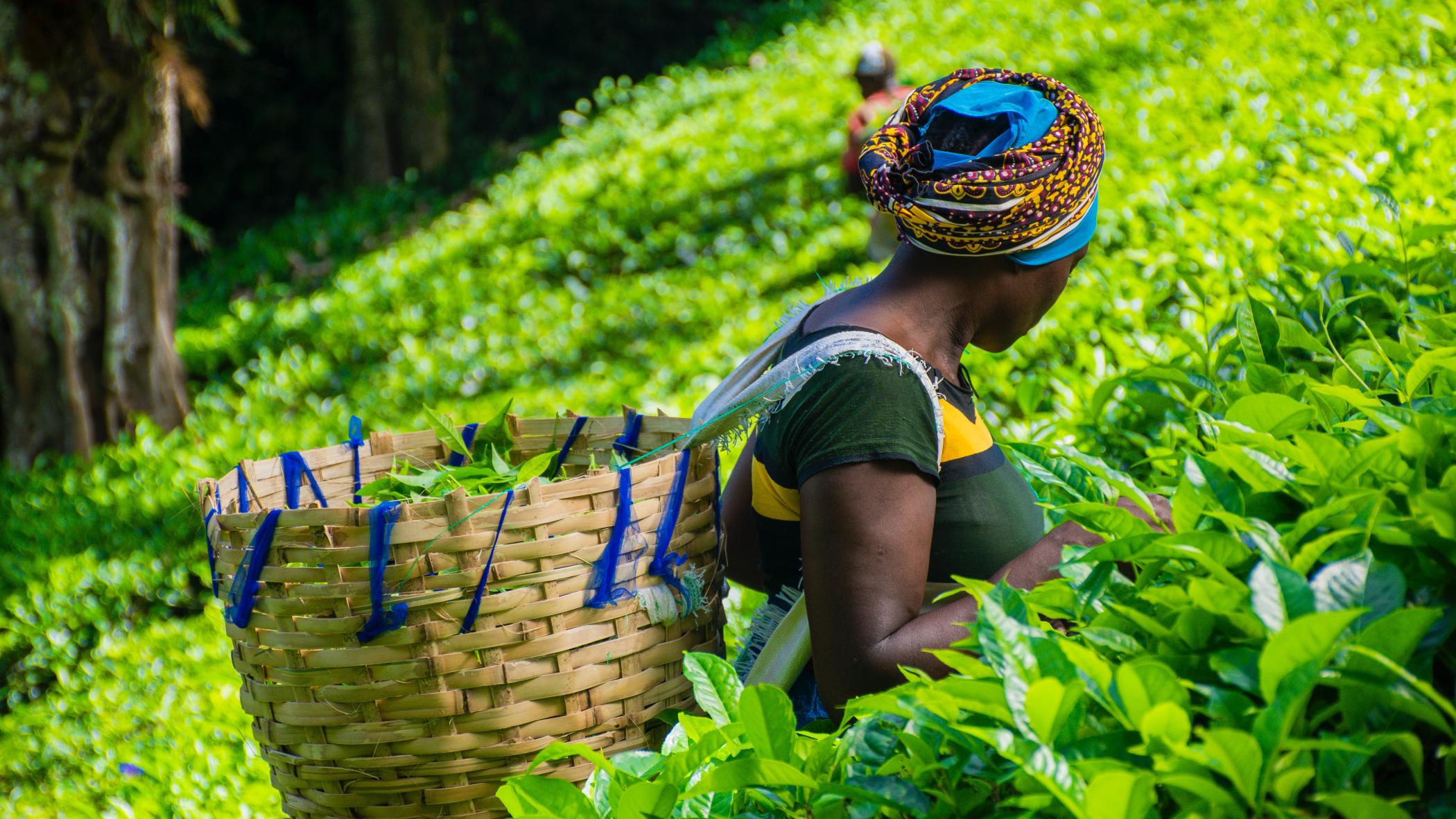 A woman harvesting tea leaves