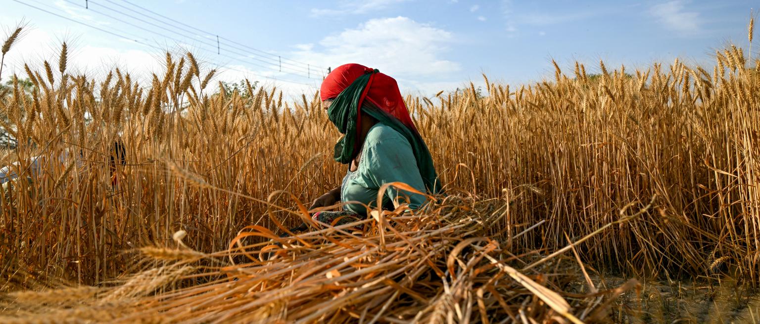 A farmer harvests wheat crop at a field in Faridabad