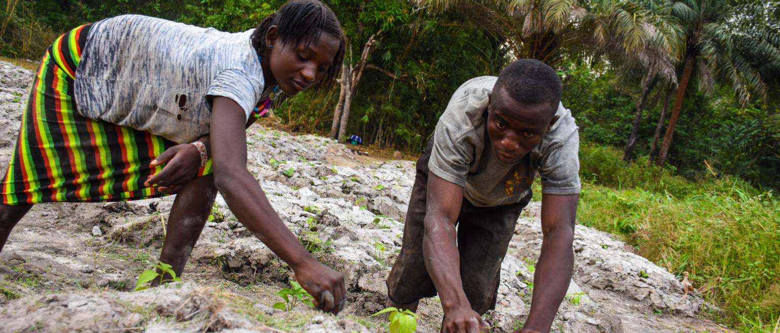 Sierra Leone- Agriculture - Photo by Majority Israel Williams Universal Images Group via Getty Images