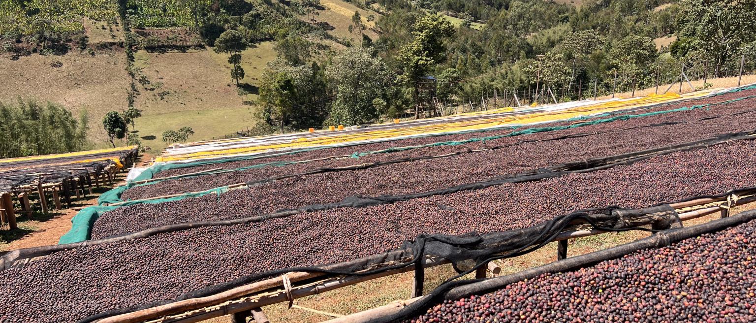 Ethiopian coffee cherries lying to dry in the sun in a drying station on raised bamboo beds. This process is the natural process. Bona Zuria, Sidama, Ethiopia, Africa. Photo credits: GlobalP / iStock / Getty Images Plus via Getty Images.