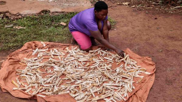 How cassava drying technology will impact farmers' behaviours illustrated by a woman drying cassava by hand in a large batch on a farm..