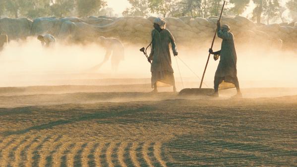 Farmers using traditional techniques for drying rice grain. Photo credit: Sami's Photography / Stone via Getty Images. 