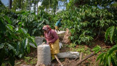Indian coffee growers forced to adapt to climate change