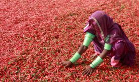 Woman setting red chili