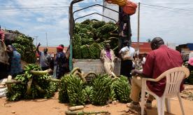 Banana wholesalers in Entebbe, selling bananas from their trucks