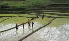 Rice fields in Myanmar