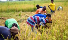 Women and men farming on the field in Makurdi, Nigeria