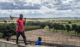 Man walks on the top of fermentation box during coffee washing at the Mubuyu farm coffee factory in Zambia