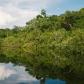 Trees on a body of water in the Amazon jungle, Brazil.
