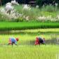 Two women planting rice saplings in a paddy field