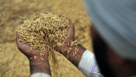 Freshly threshed rice near Sangrur, SE Punjab, India. Photo credit: Neil Palmer / Alliance of Bioversity International and CIAT, CC BY-SA 2.0.