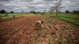 Small farmer and single mother Imelda Hicoombolwa removes weeds from her field in Kaumba on January 21, 2020. 