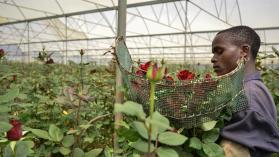 Worker cuts roses