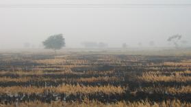 A rice paddy near Mailsi, Pakistan