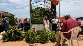 Banana wholesalers in Entebbe, selling bananas from their trucks