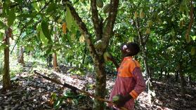 Cocoa farmer Ivory Coast