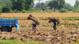 Farmers carry hay in a field on the outskirts of Dholka in the Indian state of Gujarat