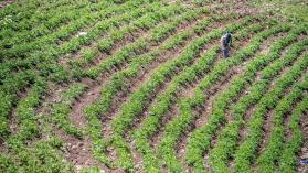 A farmer tending to his fields, Ankober, Ethiopia