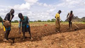 A family plant groundnuts in Kachinga, Karamoja region, Uganda