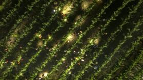 Farm workers at night