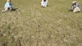 Indian Farmers sit in a simi-dried up paddyfield at Likhambha village of Sanad taluka, some 40 kms. from Ahmedabad on January 31, 2018. AFP PHOTO / SAM PANTHAKY (Photo credit should read SAM PANTHAKY/AFP via Getty Images)