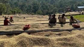Ethiopian coffee producers working to produce Yirgacheffe coffee beans face economic and environmental challenges.