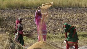 Three Pakistani women working in a rice field in Lahore.