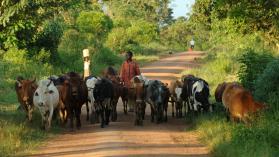 Cows being herded along a road in Uganda 