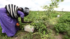 A Senegalese farmer carrying her baby works in a field in Daga Birame on October 1, 2015. Photo credits: Seyllou / AFP via Getty Images.