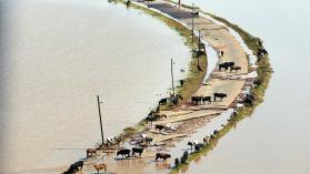 Cattle on road between flooded fields, aerial view in Chokwe, Mozambique. Photo credit: Per-Anders Pettersson / Corbis Documentary via Getty Images.
