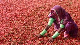 A local woman setting the red chili for drying process in kunri, kunri is popular for it's fine red chili crops, also the largest market of red chili in Pakistan. Photo credit: Iqbal Khatri / Moment via Getty Images.