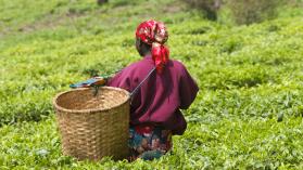 Young female teapicker in Rwanda. Photo credit: Guenterguni / E+ via Getty Images. [Royalty-free]