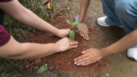 Group of friends planting a sapling.