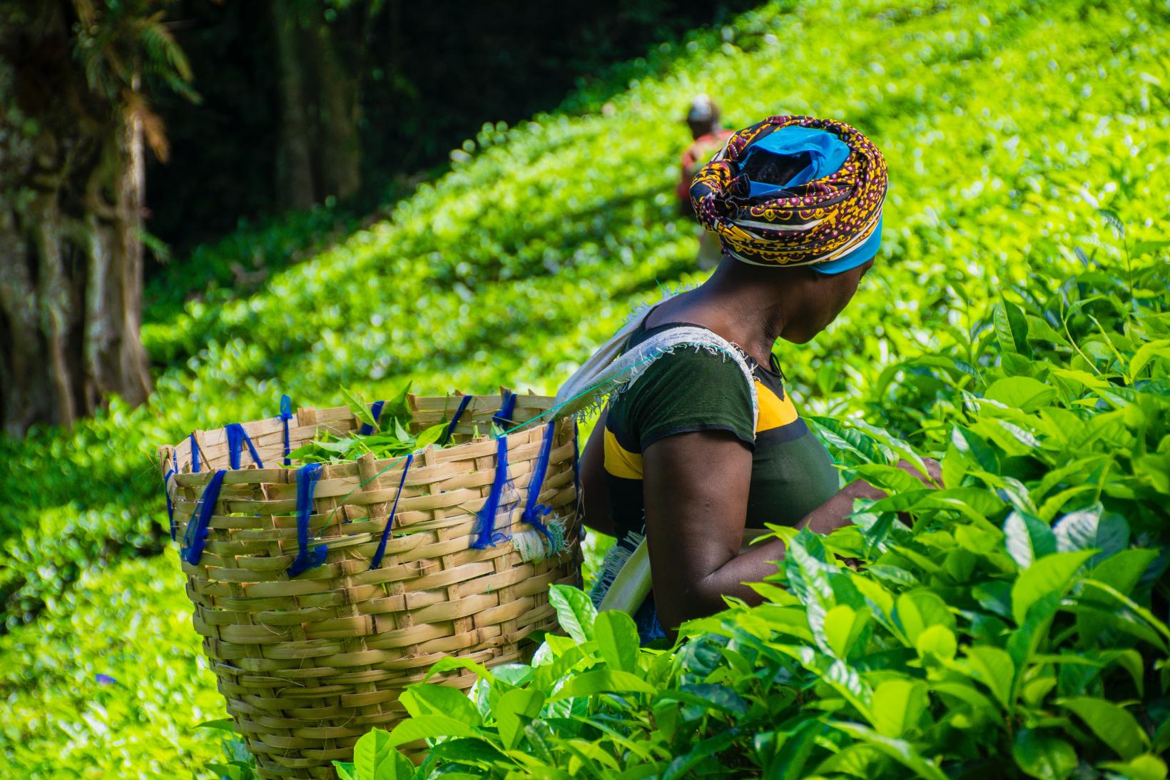 A woman harvesting tea leaves