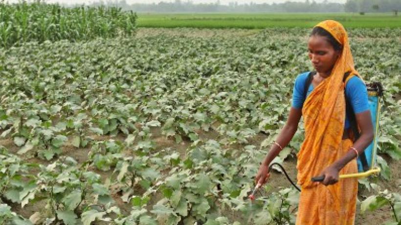 Bishshamony grows eggplant in a field leased by BRAC in Mahadebpur of Naogaon district. Photo credit: BRAC.
