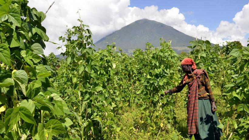 A farmer in Rwanda