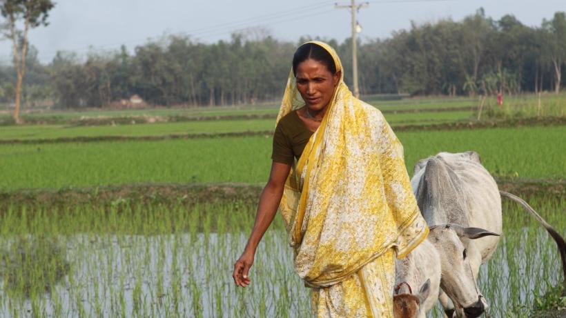 Woman with cow in a field