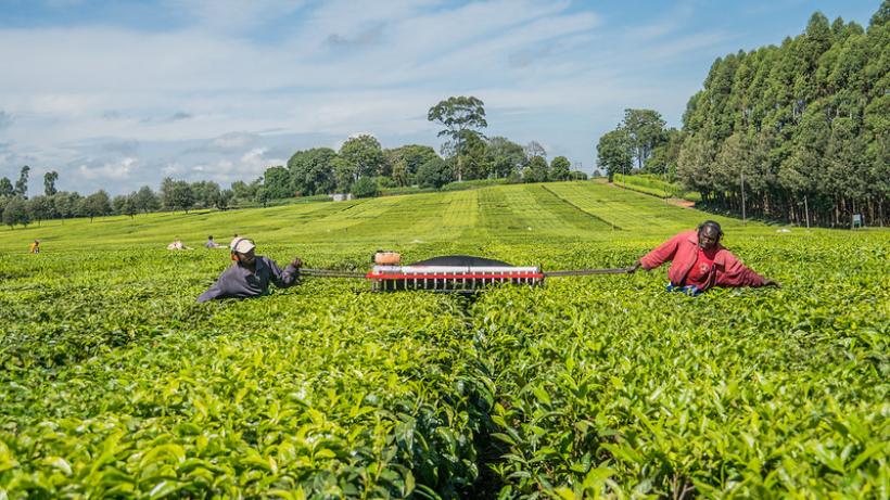 Mechanized Tea Harvesting, Finlays Tea Estate, Koricho