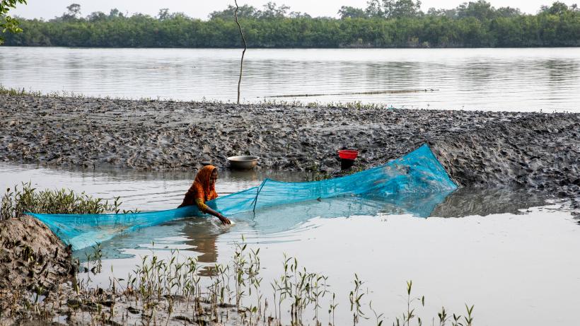 Woman fishing in Satkhira 