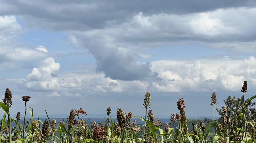 View of field in Rwanda