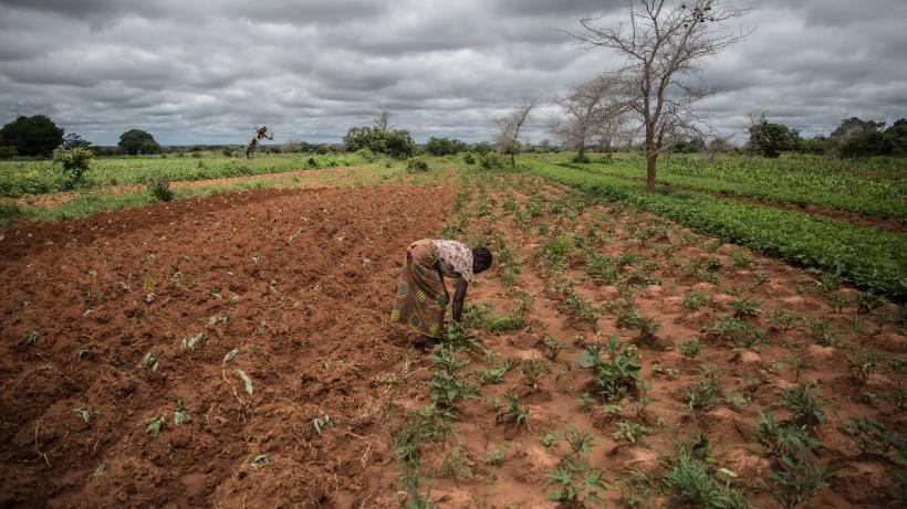 Small farmer and single mother Imelda Hicoombolwa removes weeds from her field in Kaumba on January 21, 2020. 