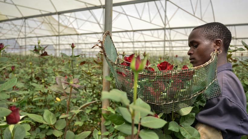 Worker cuts roses