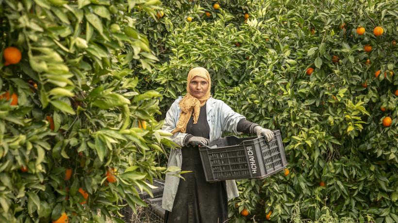 Woman collects citrus in Tunis and is holding basket