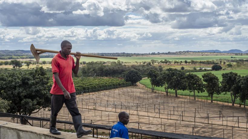 Man walks on the top of fermentation box during coffee washing at the Mubuyu farm coffee factory in Zambia
