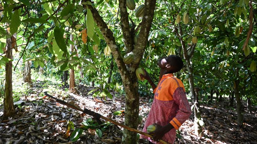 Cocoa farmer Ivory Coast