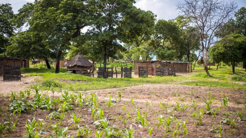 Crops in Livingston, Zambia