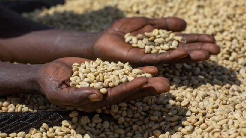 Ethiopian women drying coffee beans