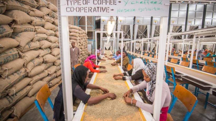 Female workers sorting arabica coffee Edwin Remsberg-VWPics-Universal Images Group, via Getty Images
