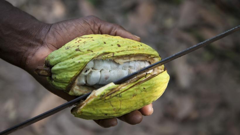 Cultivating and harvesting cocoa in Ghana
